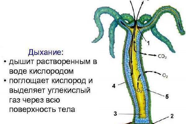 Кракен вход krakens13 at